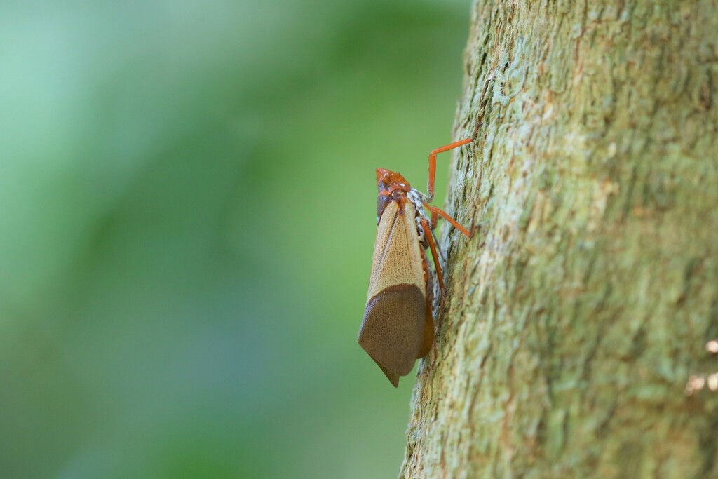 Polydictya vietnamica