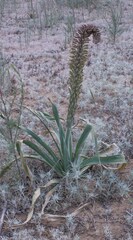 Eremurus inderiensis