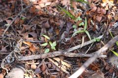 Pterostylis brumalis