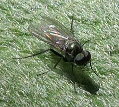 Diaphorus