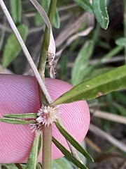 Alternanthera denticulata