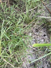 Alternanthera denticulata