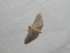 Poliobotys ablactalis