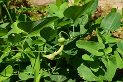Aristolochia debilis