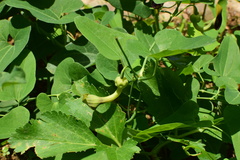 Aristolochia debilis