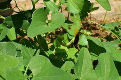 Aristolochia debilis