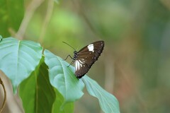 Euploea radamanthus