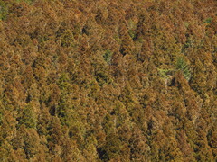 Cryptomeria japonica