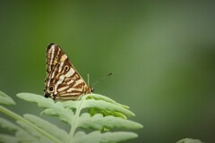 Oreixenica kershawi