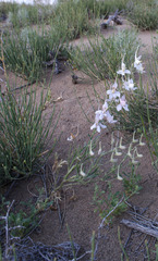 Delphinium camptocarpum