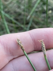 Eleocharis acuta