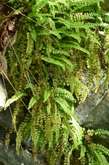 Asplenium adulterinum