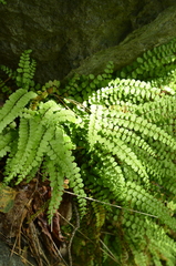 Asplenium adulterinum