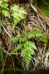 Asplenium adiantum-nigrum