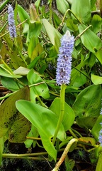 Pontederia cordata