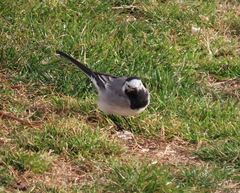 Motacilla alba alba