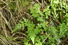 Asplenium adiantum-nigrum