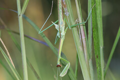 Tenodera blanchardi
