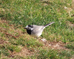 Motacilla alba alba