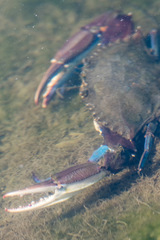 Callinectes arcuatus