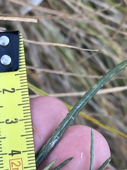Senecio campylocarpus