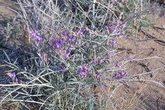 Astragalus brachypus