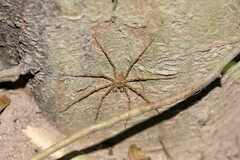 Pandercetes