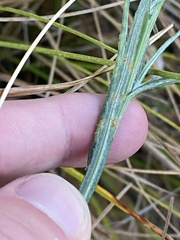 Senecio campylocarpus