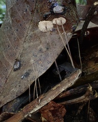 Marasmius crinis-equi
