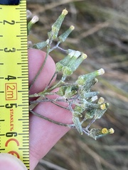 Senecio campylocarpus