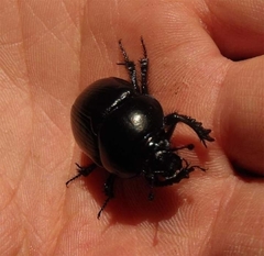 Anoplotrupes stercorosus