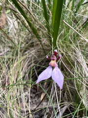 Eriochilus cucullatus