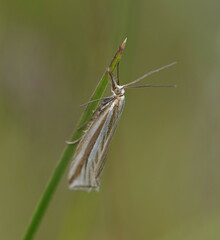 Hednota relatalis