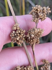 Juncus australis
