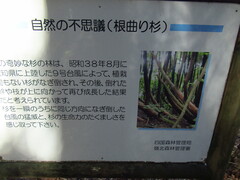 Cryptomeria japonica