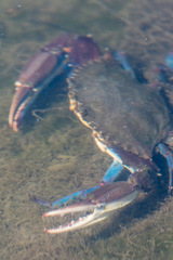 Callinectes arcuatus