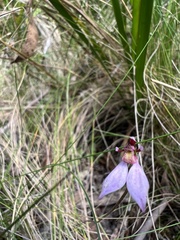 Eriochilus cucullatus