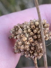 Juncus australis