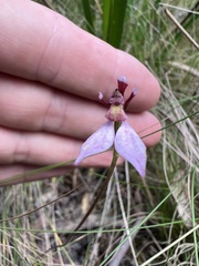 Eriochilus cucullatus