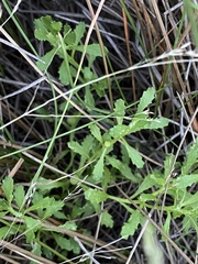 Centipeda cunninghamii