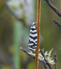 Paracochylis amoenana