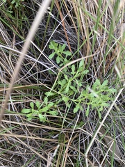 Centipeda cunninghamii
