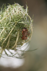 Graphosoma lineatum siciliensis