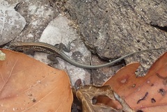 Holcosus quadrilineatus