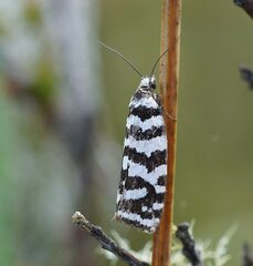 Paracochylis amoenana