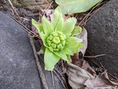 Petasites japonicus