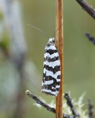 Paracochylis amoenana