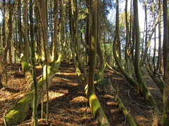 Cryptomeria japonica