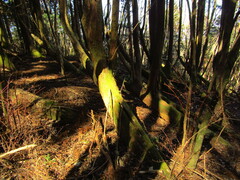 Cryptomeria japonica