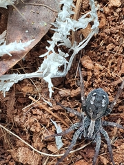 Venatrix pictiventris